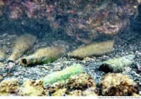 /album/fotogaleria-galeria/botellas-en-fondo-del-mar-comprimida-jpg1/